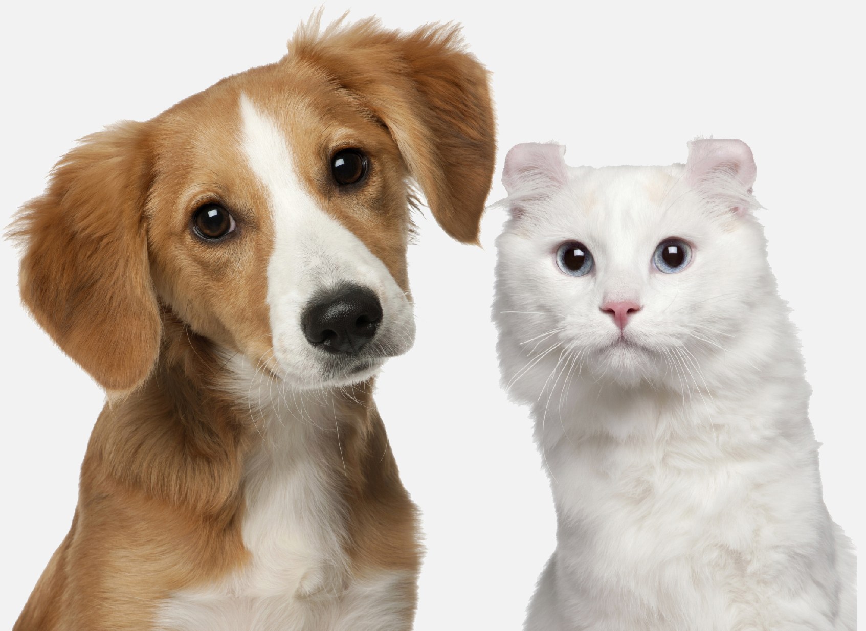 Un cachorro marrón y blanco junto a un gato blanco, mirando de frente